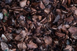 A Form of Madness, 2016 